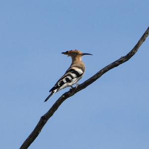 Eurasian Hoopoe