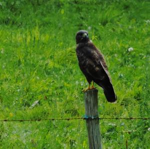 Common Buzzard