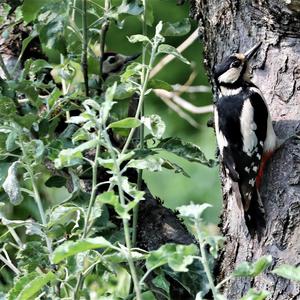 Great Spotted Woodpecker