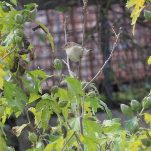 Common Chiffchaff