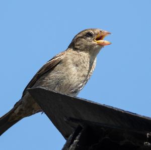 House Sparrow