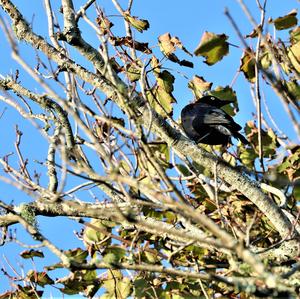 Brewer's Blackbird