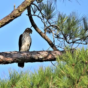 Cooper's Hawk