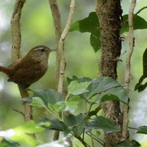 Winter Wren