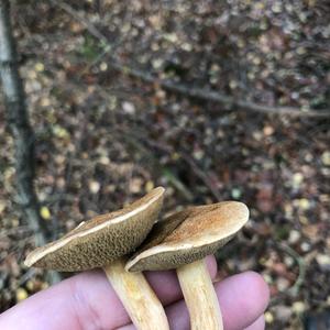 Jersey Cow Bolete