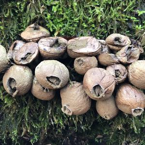 Stump Puffball