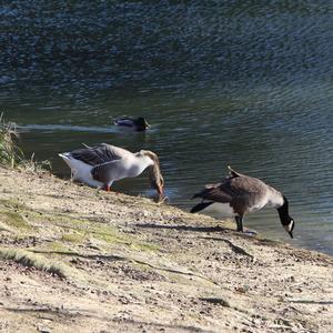 Canada Goose