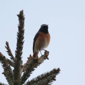 Common Redstart