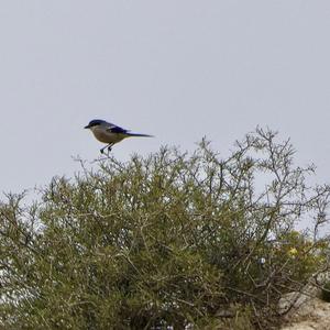 Great Grey Shrike