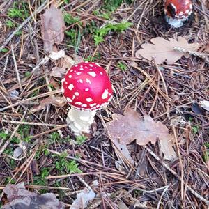 Fly Agaric