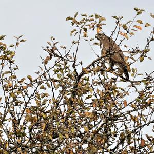 Common Buzzard