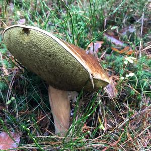 King Bolete