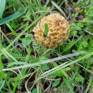 Yellow Morel