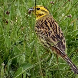 Yellowhammer