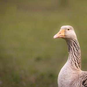 Greylag Goose