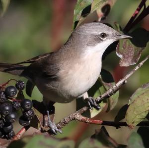 Lesser Whitethroat