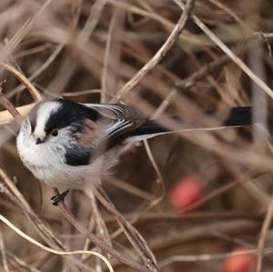 Long-tailed Tit