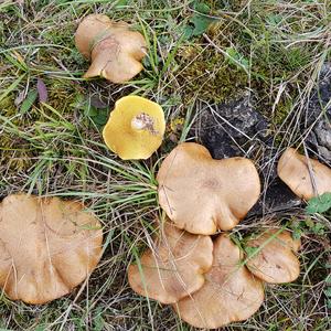 Dotted-stalk Bolete