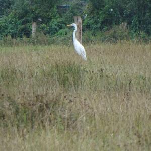 Great Egret