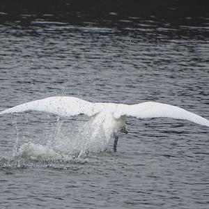 Höckerschwan