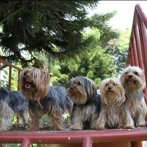 Yorkshire Terrier