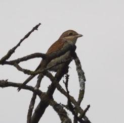 Red-backed Shrike