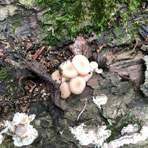 Oyster Mushroom