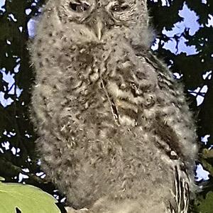 Tawny Owl