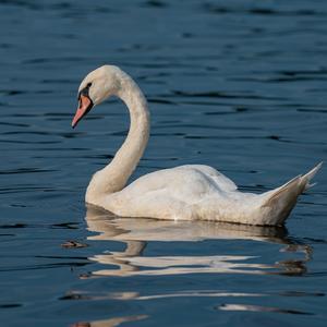 Höckerschwan