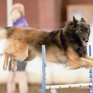 Belgian Tervuren