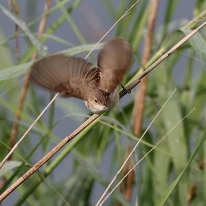 Eurasian Reed-warbler