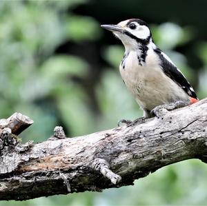 Great Spotted Woodpecker