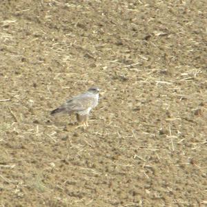 Common Buzzard