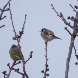 European Goldfinch