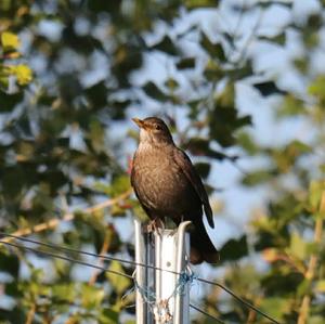 Eurasian Blackbird