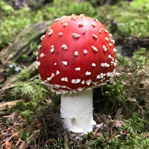 Fly Agaric