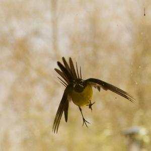 Grey Wagtail