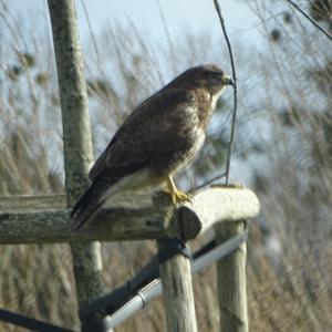 Common Buzzard