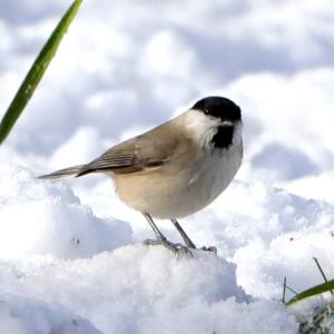 Willow Tit