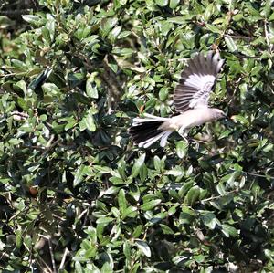 Northern Mockingbird