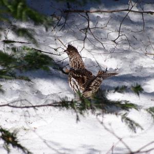 Ruffed Grouse