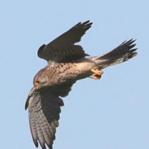 Common Kestrel