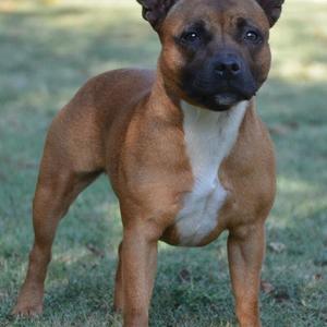 Staffordshire Bull Terrier