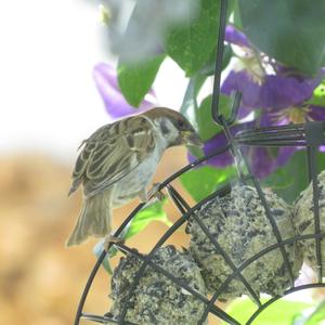 Eurasian Tree Sparrow