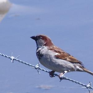 House Sparrow