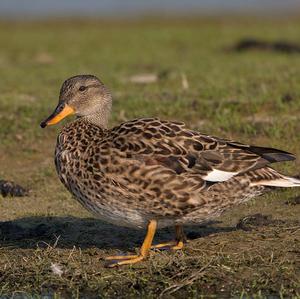 Gadwall