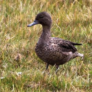 Andean Teal