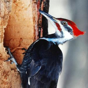 Pileated Woodpecker