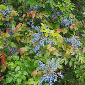 Oregon Grape