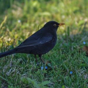 Eurasian Blackbird